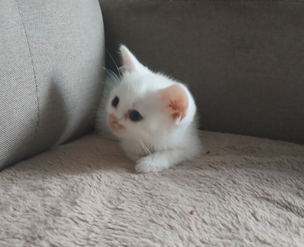 2 bsh x ready now mum is full lilac bsh