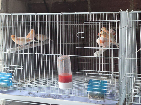 Red mosaic canaries