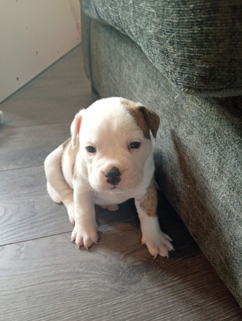 English bulldog cross Staffordshire bull terrier