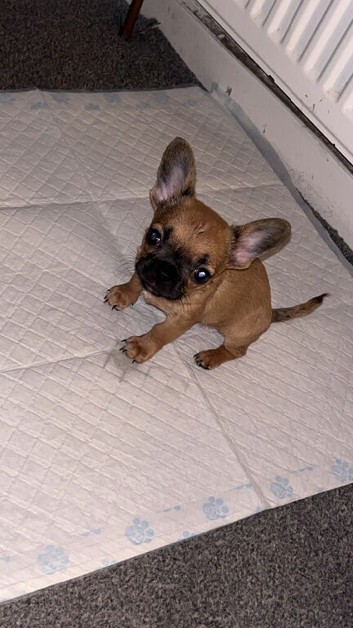 frenchie x Chihuahua