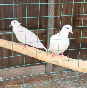 Pair of Java/Barbary doves