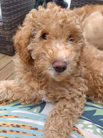 Double doodle puppies READY NOW
