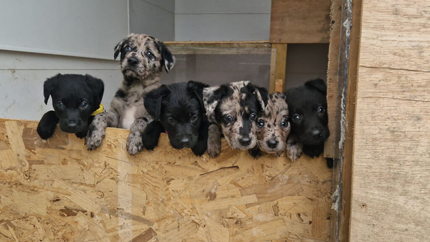Labrador puppies