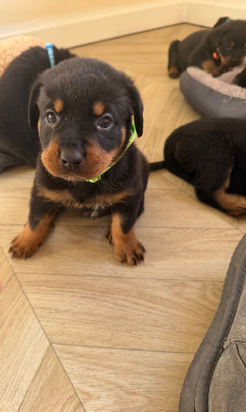 Rottweiler pups