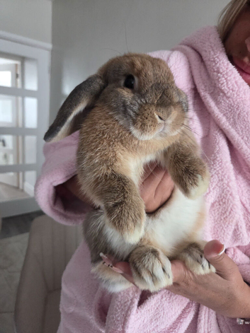 Female mini lop