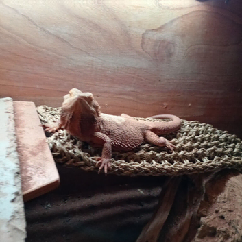 Female bearded dragon