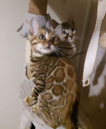 Pure bred rosetted Bengal kittens