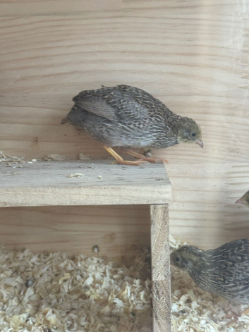 Button Quail