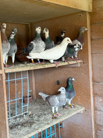 Pigeons