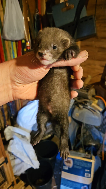 EU POLECAT FERRETS