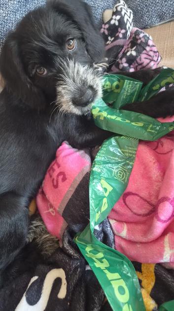 Rehome 12 week old girl