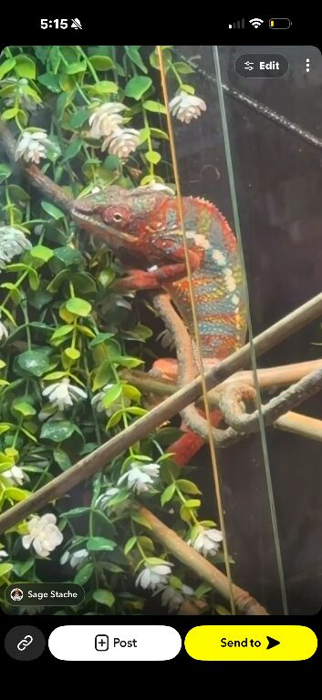 2 chameleons