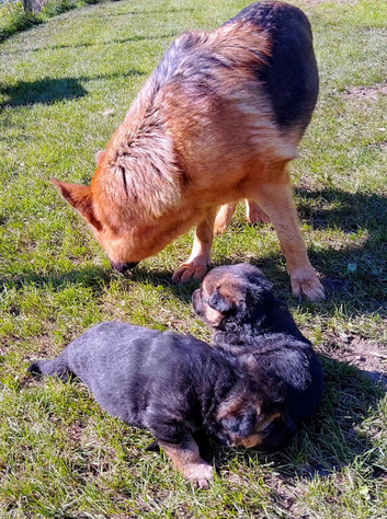 German shepherd puppies