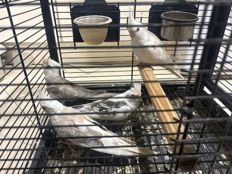 Cockatiels ringnecks bengalese budgies canarys