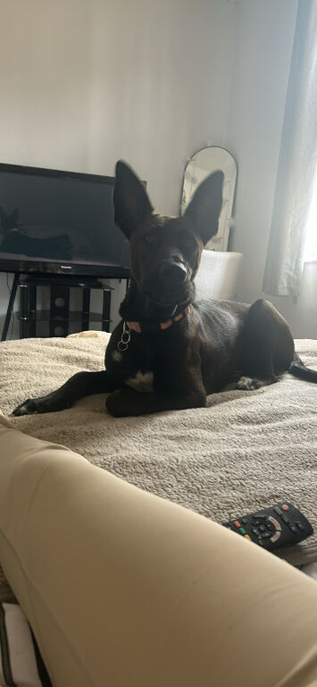 My girl Lexie needs a new home