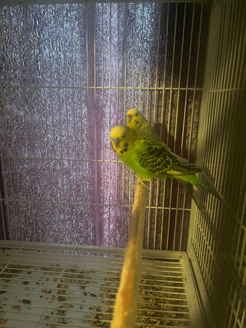 Budgies males and females