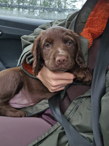 Female chocolate cocker spaniel