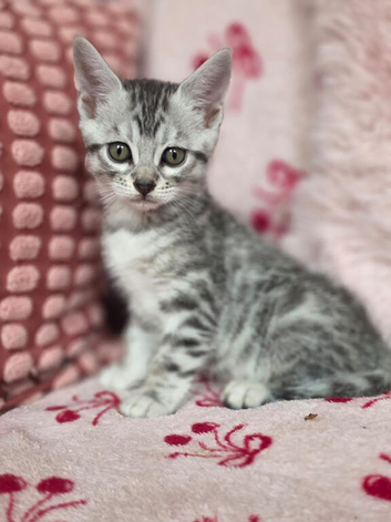 Bengal Cross Maine Coon Kittens Ready Now