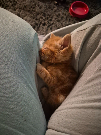 Kittens for sale