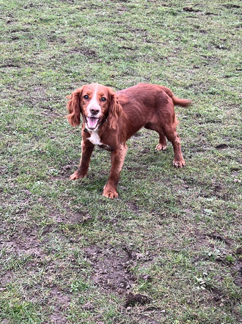 2 year old red and white cocker