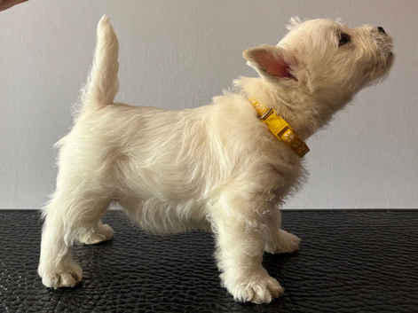 KC LAST PUPPY AVAILABLE . KC gorgeous Westies puppies