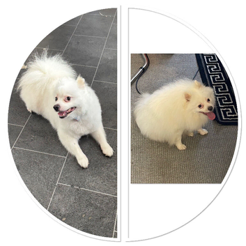 Beautiful Purebred Pomeranian Boy - 2 Years Old - With Pedigree & Passport