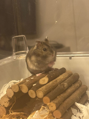 Baby hamster