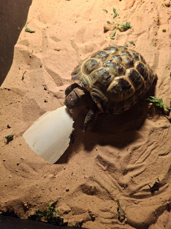 3 year old Horsefield Tortoise