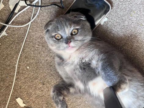 Scottish fold kittens