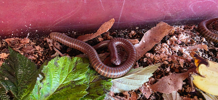 Olive millipedes: Teiodeinopus aoutii