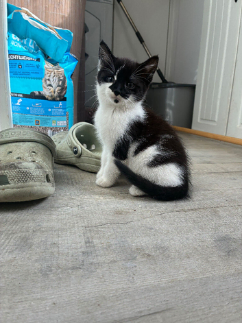 3 beautiful kittens ready to leave 24/10/2026
