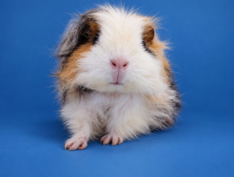 Merino guinea pig sow pet