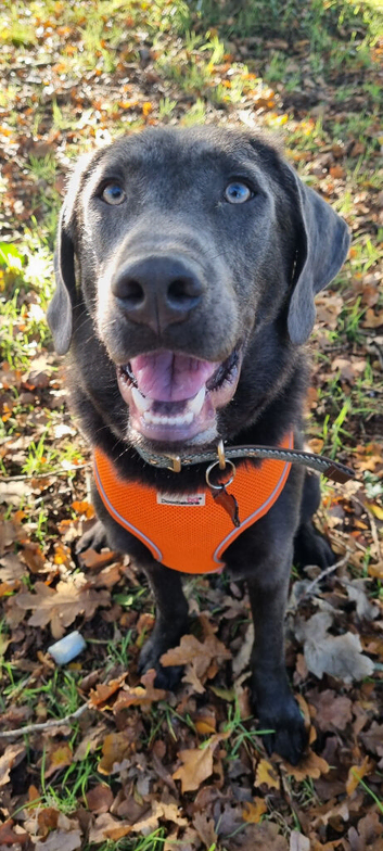 Male Charcoal Lab
