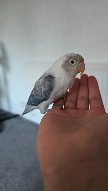 Hand tame baby lovebird