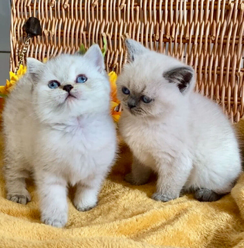 ABSOULETLY BEAUTIFUL PURE BRED BSH TEDDY BEARS