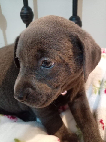 Beautiful Labrador puppies