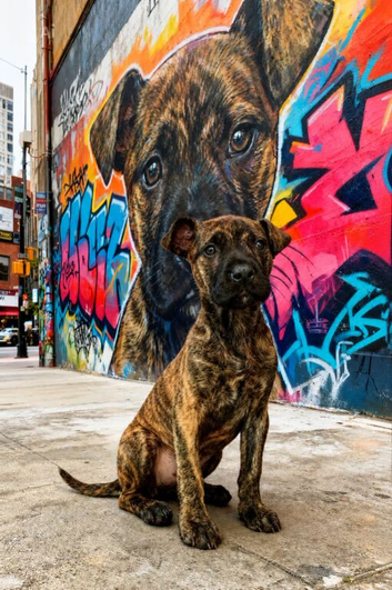 Female mastiff x herder