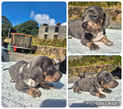 **LAST BOY**PRA CLEAR MINIATURE DACHSHUND PUPPIES