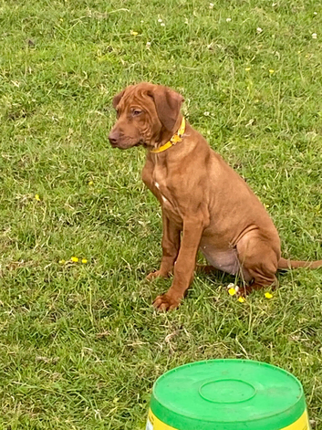 KC reg Rhodesian Ridgeback puppy