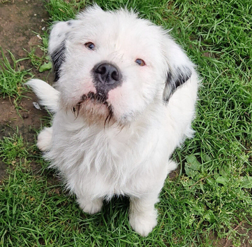 Terrier x westie female