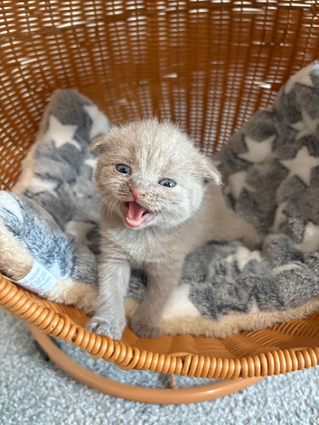 Beautiful BSH Scottish Fold & Straight Kittens