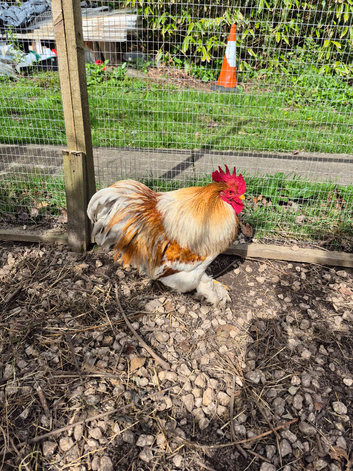 Pekin bantam cockerel 1yr old.