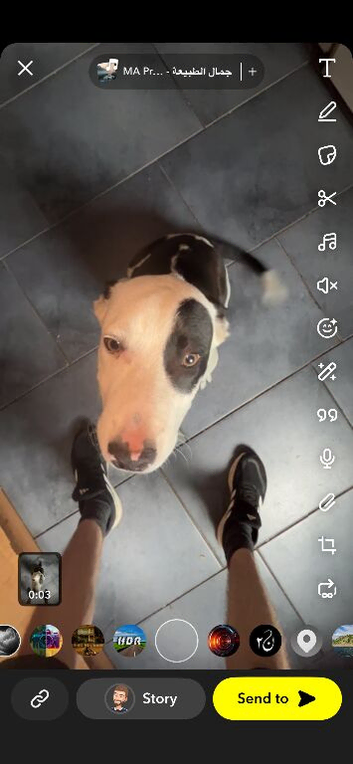 Staffy collie cross