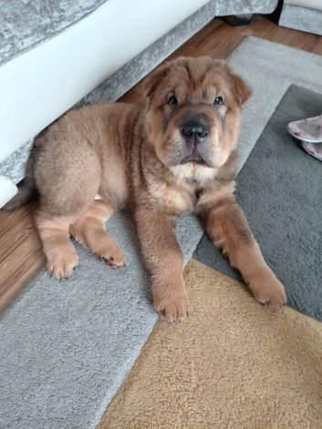Male shar pai 9 weeks