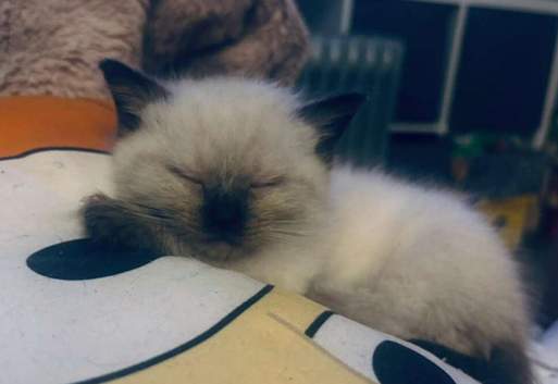 Ragdoll kittens
