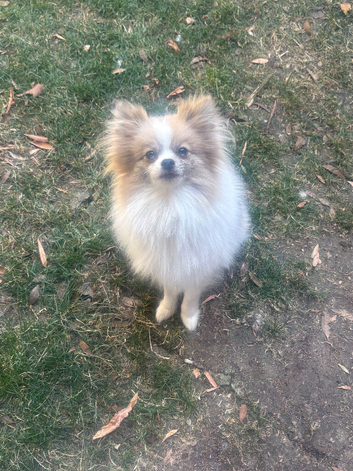 Beautiful female Pom
