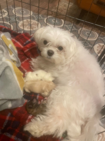 Morkie puppies