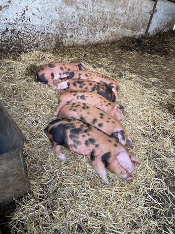 9 Oxford sandy and black weaners