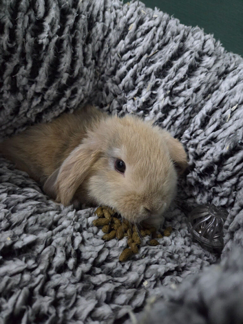 Beautiful 8 week old mini lop