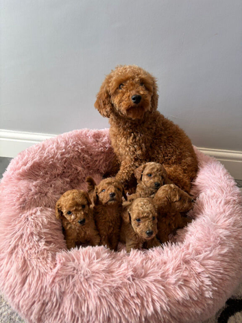 Miniature poodle puppies